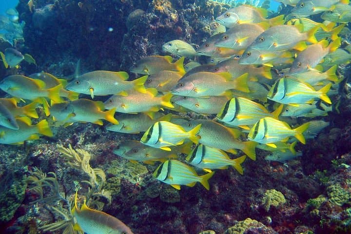 Isla Contoy & Isla Mujeres Day Trip from Cancun — Snorkel Ixlache and Protected Bird Island photo 5