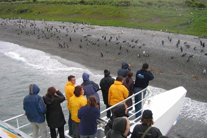 Sailing the Beagle Channel to Martillo Island — Penguin and Sea Lion Expedition from Ushuaia photo 1