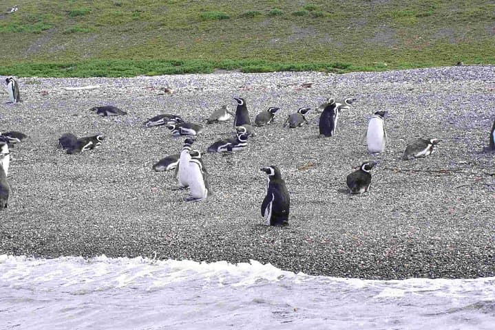 Sailing the Beagle Channel to Martillo Island — Penguin and Sea Lion Expedition from Ushuaia photo 2