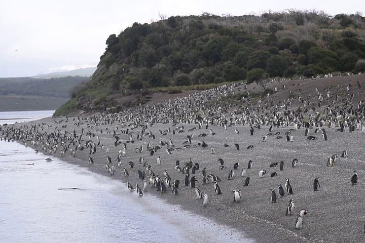 Sailing the Beagle Channel to Martillo Island — Penguin and Sea Lion Expedition from Ushuaia photo 4