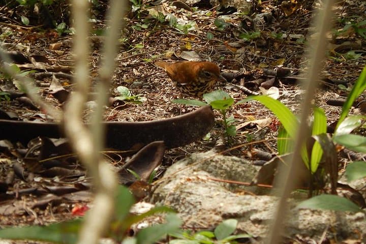 Private Birdwatching Tour on Cozumel Island: Jungle Trails & Endemic Birds photo 3