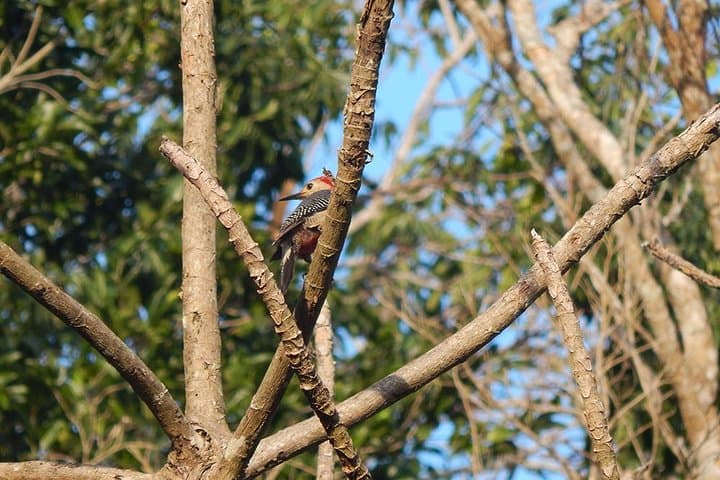 Private Birdwatching Tour on Cozumel Island: Jungle Trails & Endemic Birds photo 4