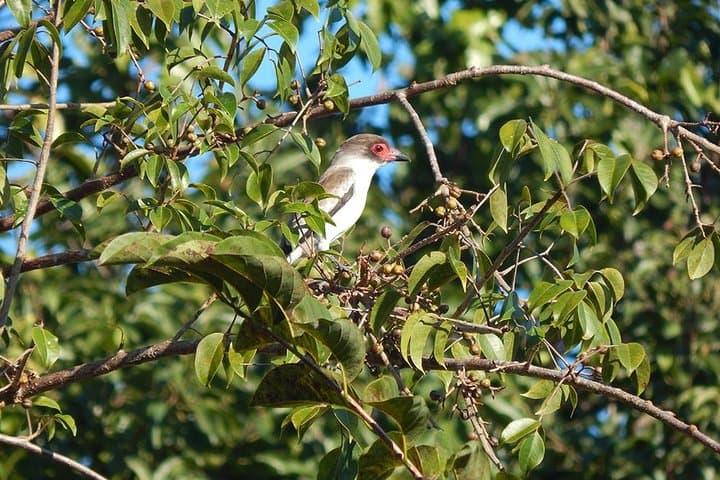 Private Birdwatching Tour on Cozumel Island: Jungle Trails & Endemic Birds photo 6