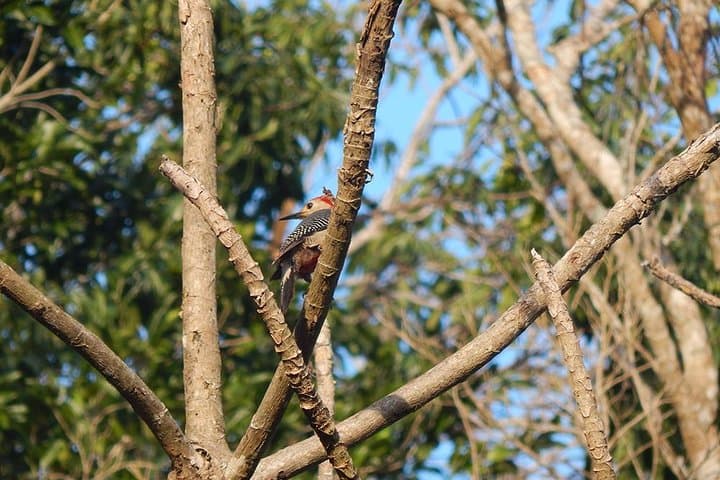 Private Birdwatching in Sian Ka'an: Playa del Carmen Guided Tour photo 5