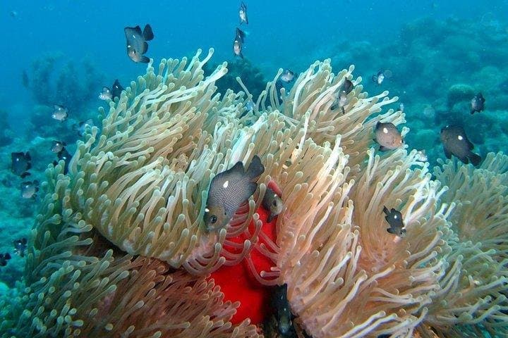 Mauritius Exploration Dives for Experienced Divers: Pinnacles, Walls & Reefs photo 2