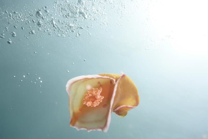 Introductory Scuba in Mauritius: Try Your First Bubbles on a Resort Course photo 3