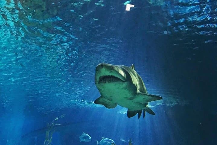 Sea Life Bangkok Ocean World Tickets — Aquarium & Madame Tussauds at Siam Paragon photo 3