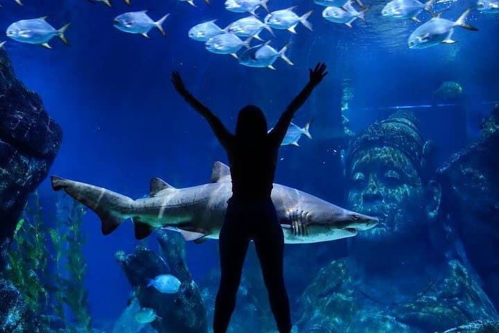 Sea Life Bangkok Ocean World Tickets — Aquarium & Madame Tussauds at Siam Paragon photo 6