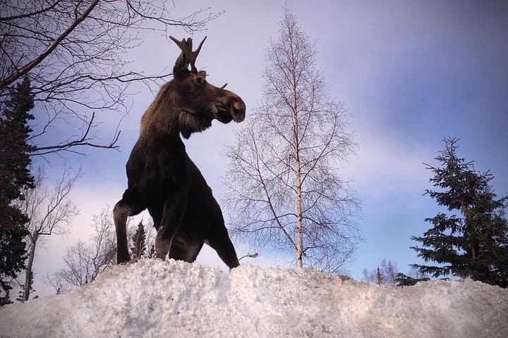 Port Homer Wilderness, Wildlife & Beach Day Tour — Homer AK photo 4