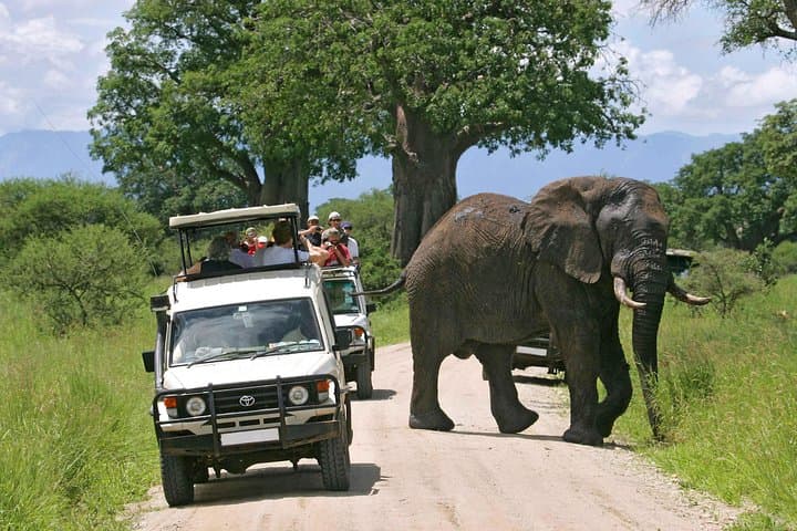 12-Day Kenya Big Five Safari: Samburu to Masai Mara Wildlife Adventure photo 4