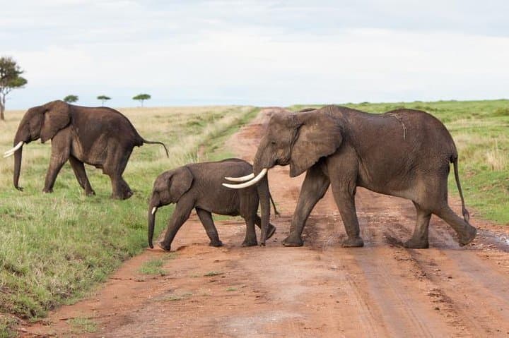 Budget 5-Day Masai Mara Tented Safari from Nairobi photo 6