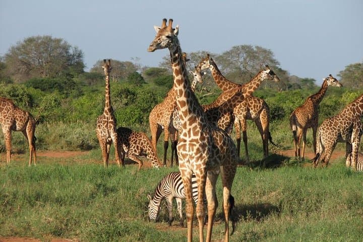 21-Day Kenya & Tanzania: Machame Kilimanjaro, Masai Mara Safari & Diani Beach Escape photo 6