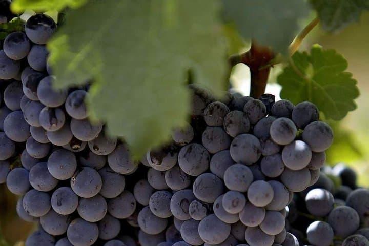 Private Bekaa Valley Wine Tasting Tour: Kefraya, Chateau St. Thomas & Ksara photo 5