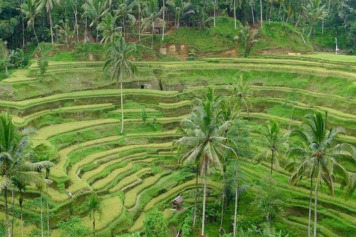Two-Day Private Bali Highlights: Ubud, Uluwatu & Jimbaran Sunset photo 4