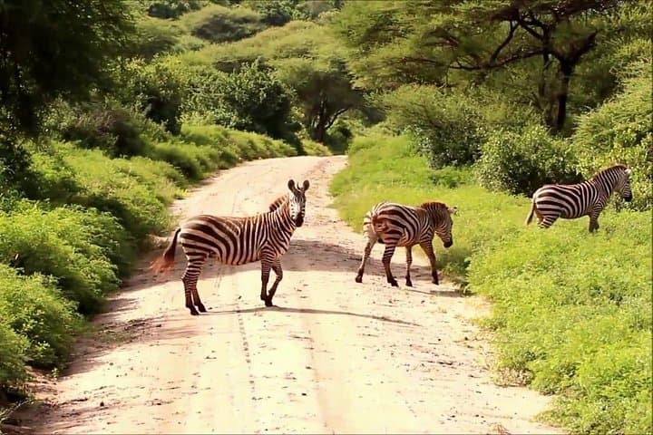 Lake Manyara Day Safari from Arusha — Tree-Climbing Lions & Flamingos photo 1