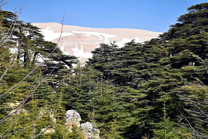 Private Day Tour: Cedars of God, Bsharri & Qadisha (Qozhaya) Valley photo 2