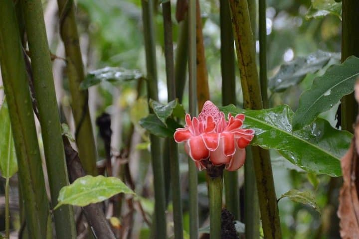 El Yunque Rainforest Waterfall Adventure from San Juan photo 3