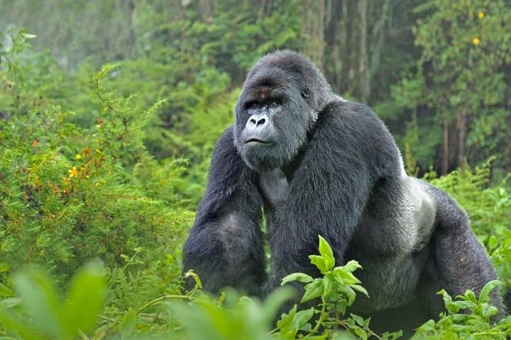 5-Day Gorilla and Chimpanzee Tracking Safari in Uganda photo 2