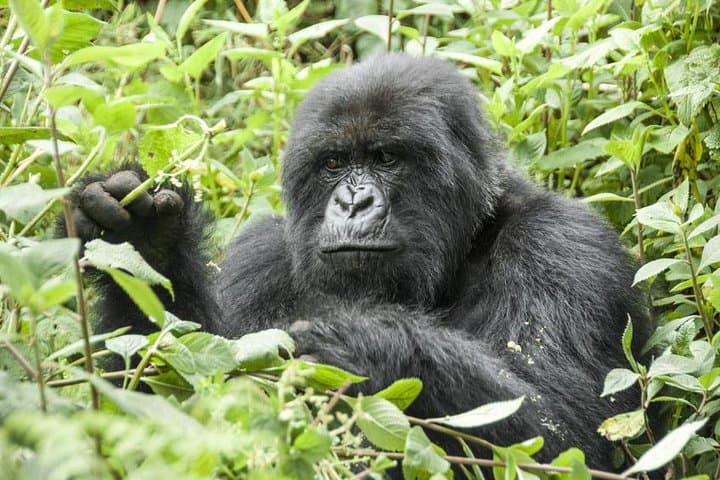 5-Day Gorilla and Chimpanzee Tracking Safari in Uganda