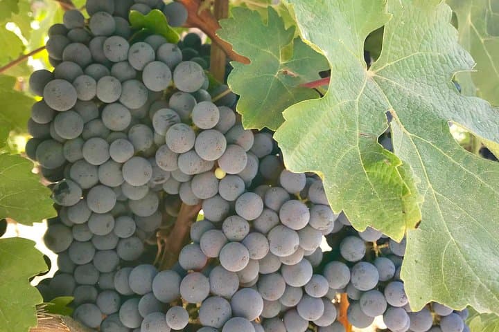 Private Napa and Sonoma Wine Tasting Tour with Luxury Car Service photo 3