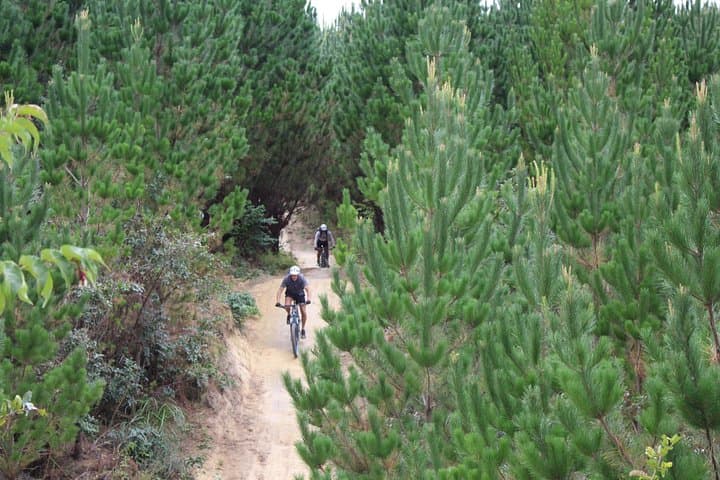 Redwoods E‑Bike Mountain Bike Tour — Rotorua Redwoods Guide photo 6