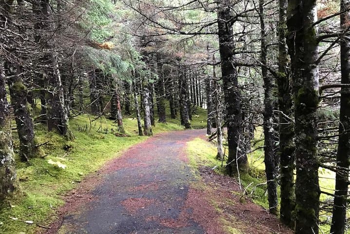 Explore Alaska’s Portage Glacier and Wildlife on a Scenic Seward Highway Tour photo 4