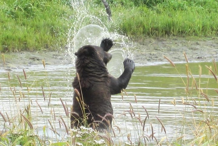 Anchorage Half-Day Wildlife and Glacier Tour: Turnagain Arm, AWCC, and Rainforest Walk photo 4