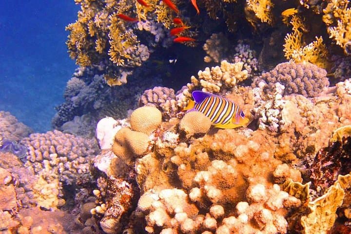 Tiran Island Snorkel Boat Trip from Sharm el Sheikh — Day Cruise to the Reefs photo 3