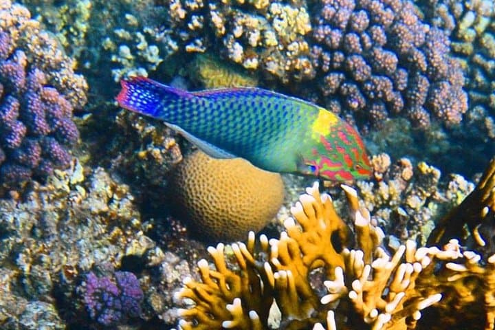 White Island & Ras Mohammed Snorkel Excursion from Sharm El Sheikh photo 4
