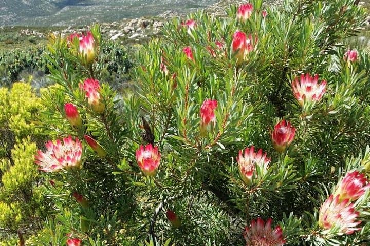 Half-Day Swartberg Pass Private Tour from Oudtshoorn — Summit Hike & Fynbos photo 4