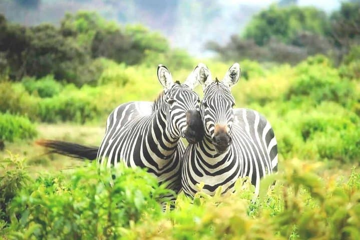 Day Trip to Lake Mburo: Wildlife & Boat Safari from Kampala