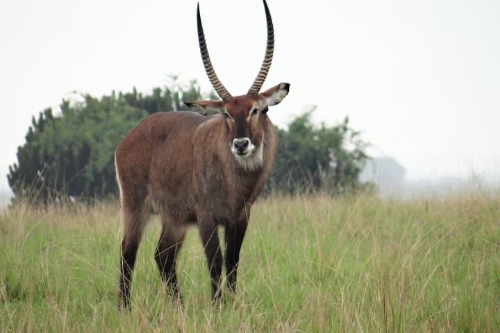 Day Trip to Lake Mburo: Wildlife & Boat Safari from Kampala photo 3