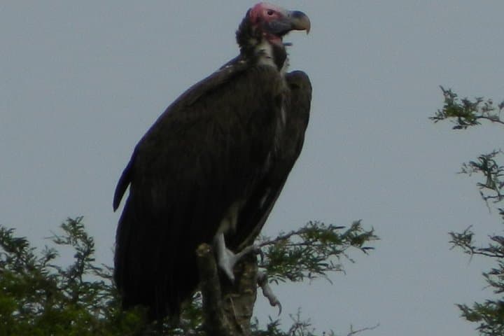 Day Trip to Lake Mburo: Wildlife & Boat Safari from Kampala photo 4
