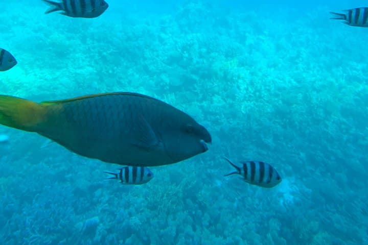 Glass-Bottom Boat Tour from Hurghada: See the Red Sea Reefs Without Getting Wet photo 1