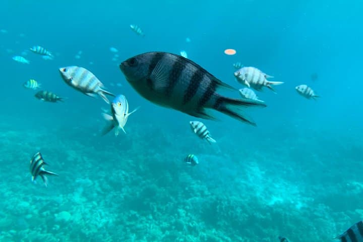 Glass-Bottom Boat Tour from Hurghada: See the Red Sea Reefs Without Getting Wet photo 3