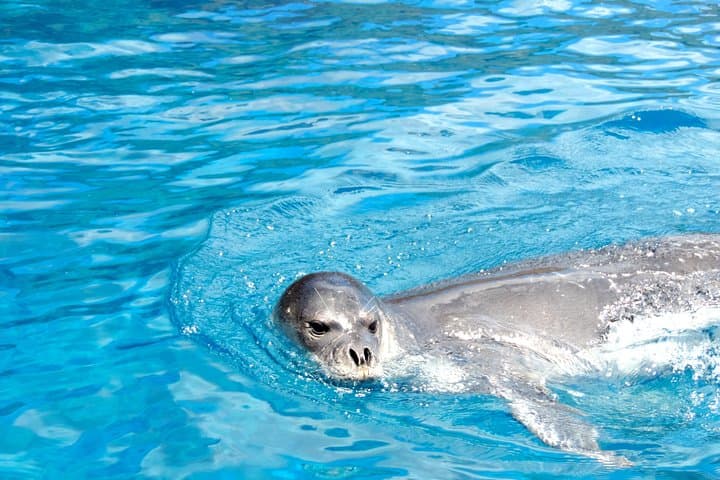 Speedboat Whale and Dolphin Watching in Madeira — Responsible Small-Group Tour photo 6