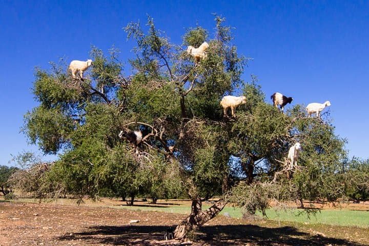 Essaouira Day Trip from Marrakech — Argan Forests, Goat Trees & Atlantic Seafood photo 2