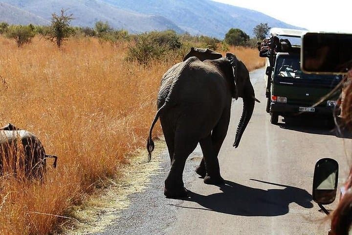 Full-Day Pilanesberg Safari from Johannesburg: Big Five, Open Vehicle Game Drive