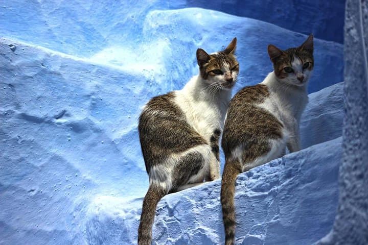 Day Trip to Chefchaouen from Fes: Small-Group Blue City Highlights