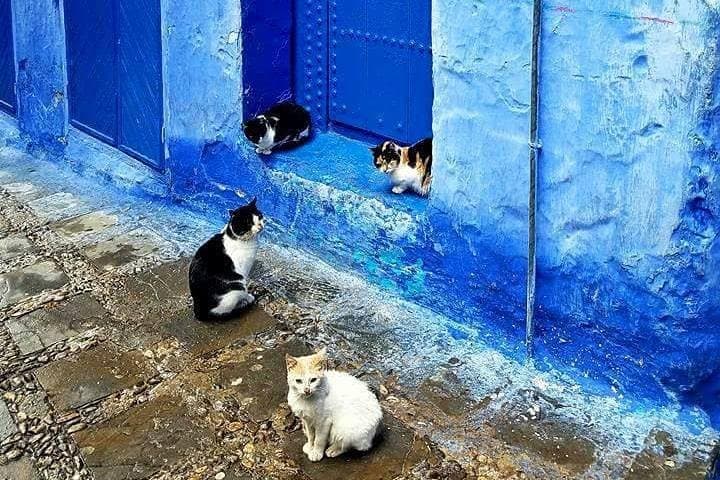 Day Trip to Chefchaouen from Fes: Small-Group Blue City Highlights photo 3