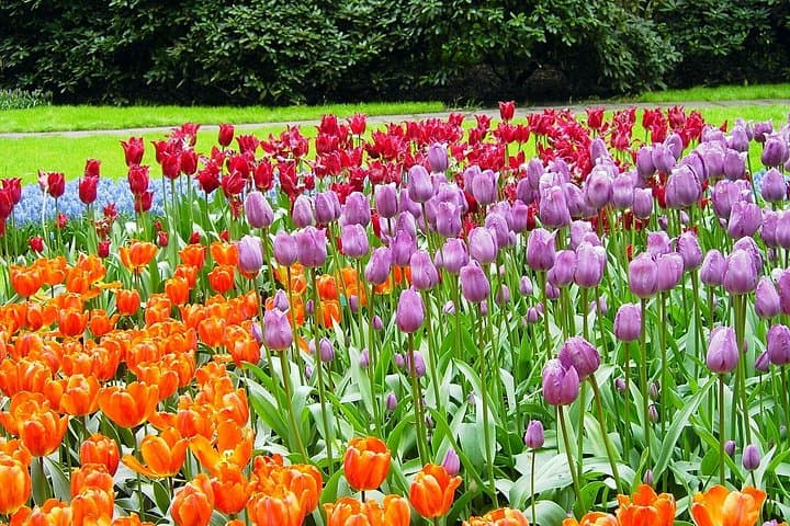 Keukenhof Private Tour: Amsterdam to the Flower Fields (Tulips & Gardens) photo 1