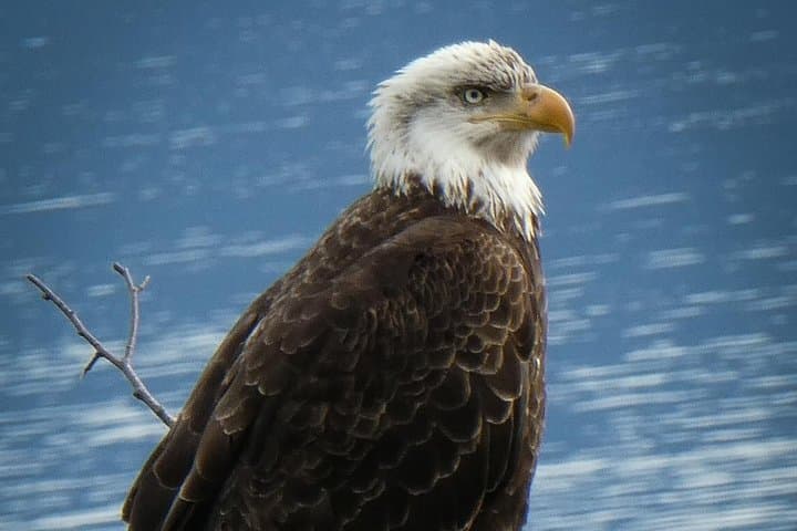 Chilkoot Lake Wildlife Viewing Near Haines: Eagles, Seals & Bears on a 2.5‑Hour Guided Tour photo 2