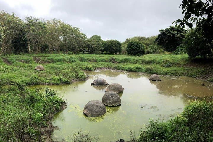 Santa Cruz Highlands Bike Tour: Giant Tortoises, Los Gemelos & Lava Tube Adventure photo 5