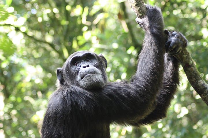 8-Day Uganda Wildlife Safari: Gorilla & Chimp Encounters, Queen Elizabeth Game Drives photo 2