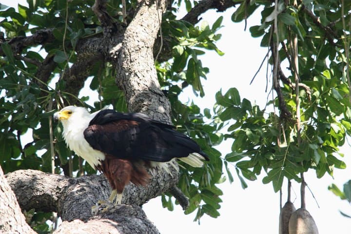 8-Day Uganda Wildlife Safari: Gorilla & Chimp Encounters, Queen Elizabeth Game Drives photo 3