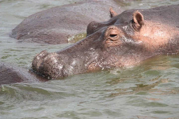 8-Day Uganda Wildlife Safari: Gorilla & Chimp Encounters, Queen Elizabeth Game Drives photo 4