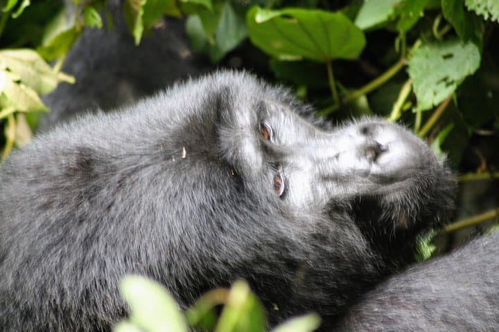8-Day Uganda Wildlife Safari: Gorilla & Chimp Encounters, Queen Elizabeth Game Drives photo 5