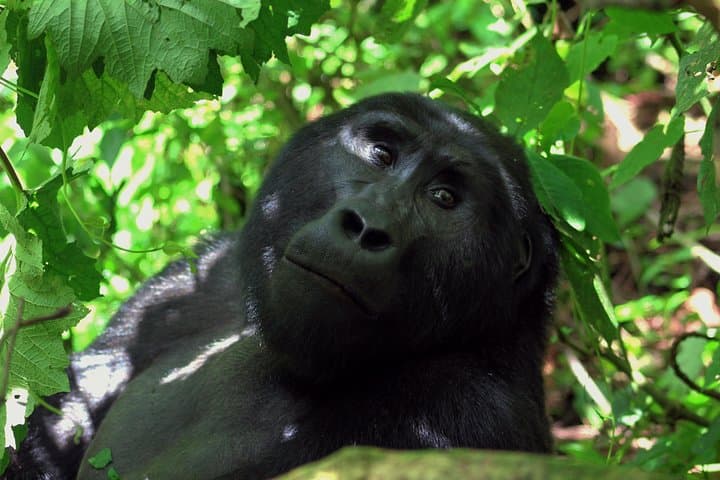 8-Day Uganda Wildlife Safari: Gorilla & Chimp Encounters, Queen Elizabeth Game Drives