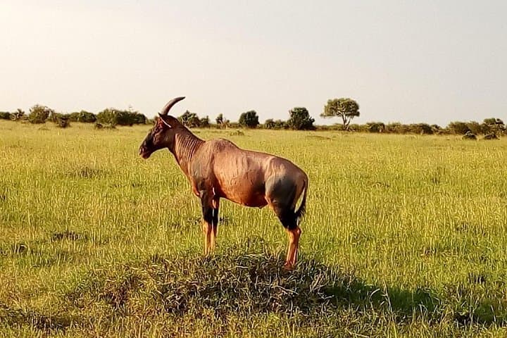 Two-Day Mikumi Safari from Dar es Salaam: Big-Game Drives & Mkata Floodplain Views photo 3