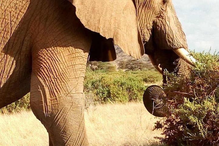 Two-Day Mikumi Safari from Dar es Salaam: Big-Game Drives & Mkata Floodplain Views photo 4